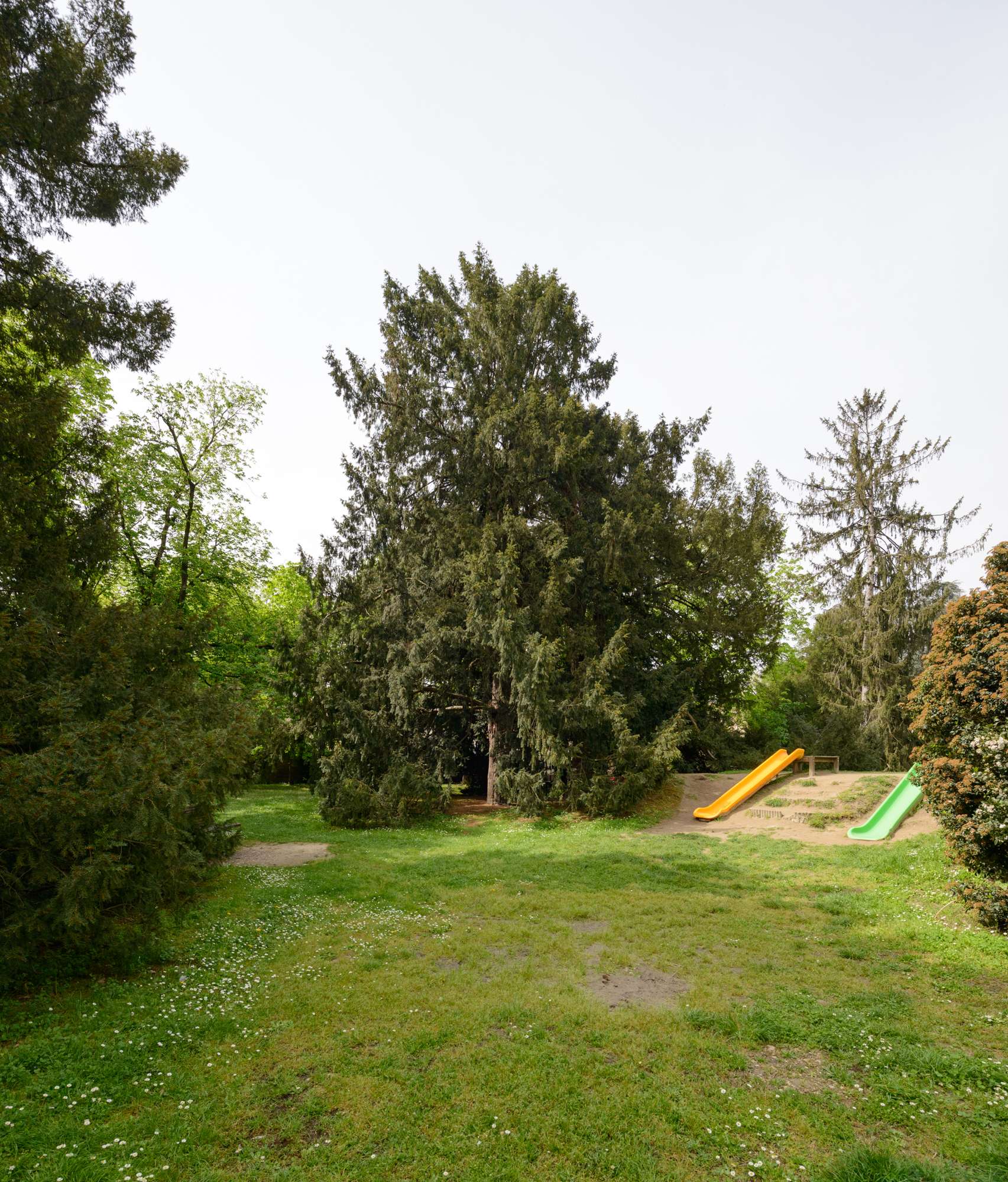 Tasso(insieme omogeneo)_Ferrara_Parco Massari_SCA9886